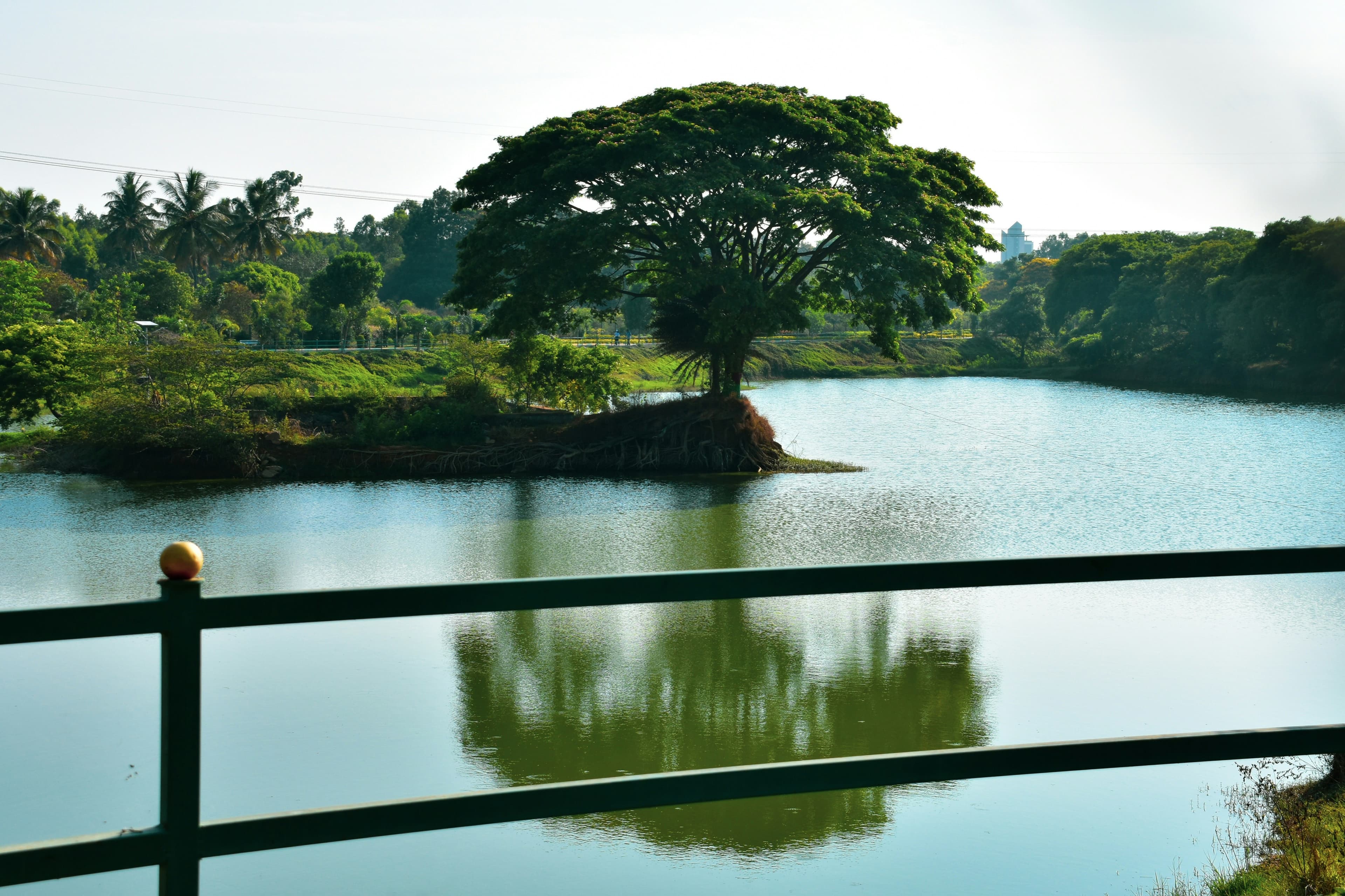 TREE ISLAND
